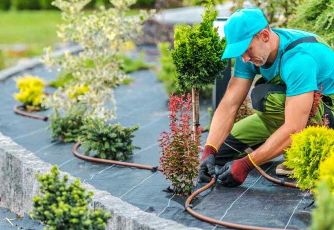 Landscaping Tampa, FL